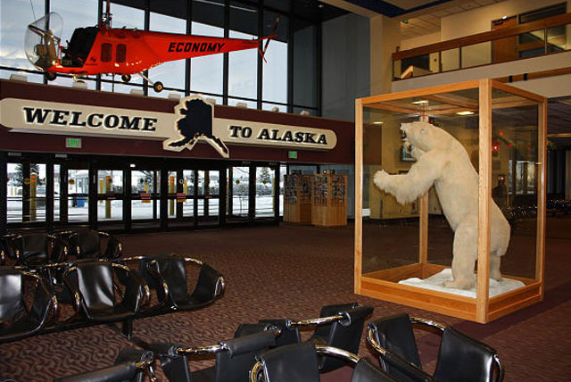 Walking around the bear