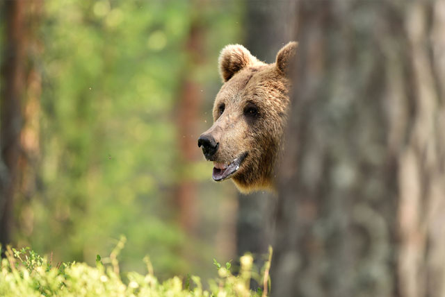 Has the bear returned or is this merely a tremor?