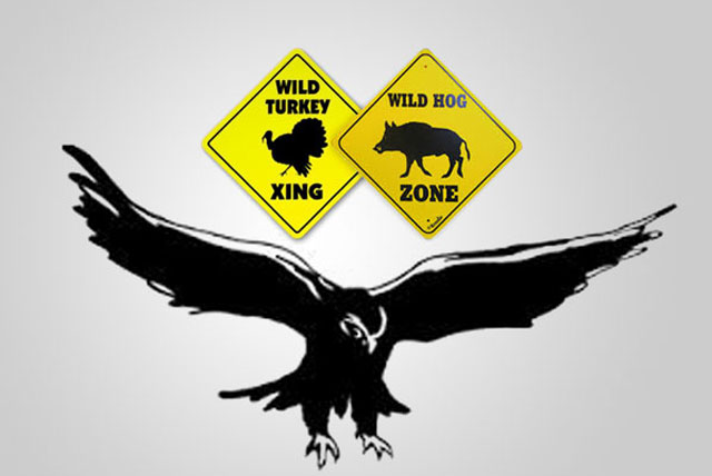 Fed hawks, feral hogs, wild turkeys….and cold turkey.