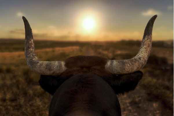 BUILDING THE NEXT BULL RUN IN 'GREEN' INVESTMENTS