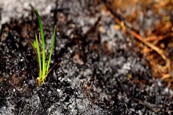 Is the UK economy rising from the ashes?