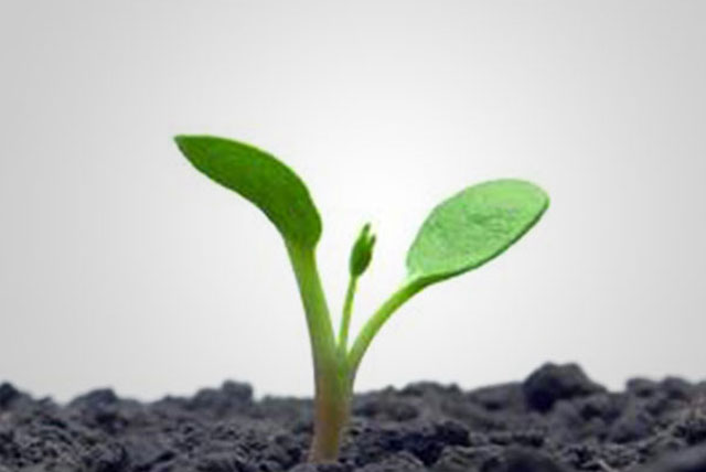 Green Shoots of Recovery